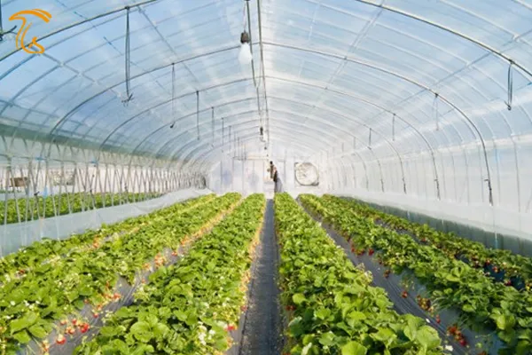 کارآفرینی با کشاورزی هر ماه ۲۰ میلیون تومان سود خالص دارد