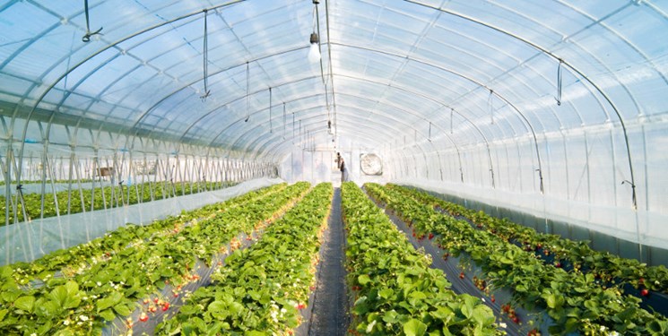 کارآفرینی با کشاورزی هر ماه ۲۰ میلیون تومان سود خالص دارد