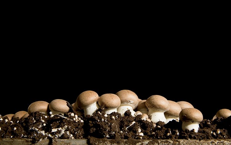 چگونگی رشد قارچ ها