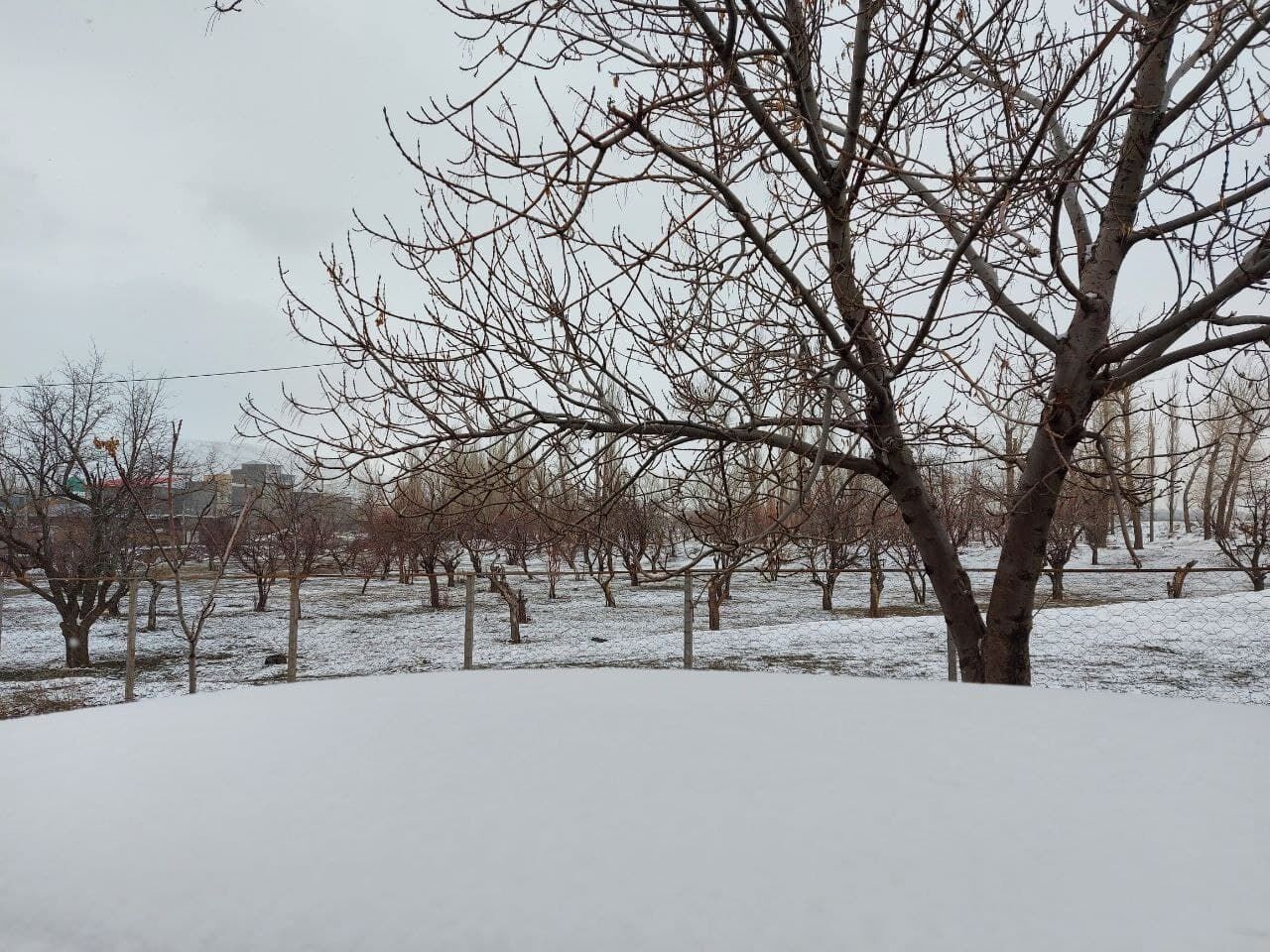 کاهش دما در خلخال، جلوگیری از خسارت به سالن های پرورش قارچ