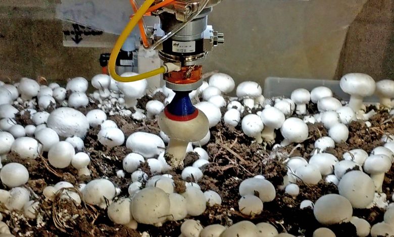ساخت ربات قارچ چین توسط دکتر مجید زرین کشت و تیم مهندسین ایرانی