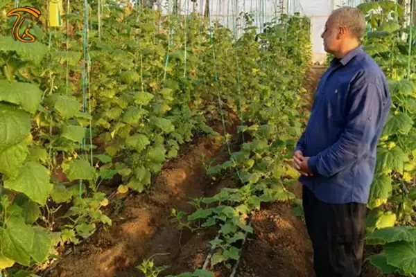 کارآفرینی که با کشاورزی هر ماه ۲۰ میلیون تومان سود خالص دارد