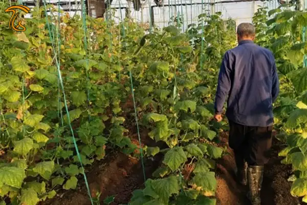 کارآفرینی که با کشاورزی هر ماه ۲۰ میلیون تومان سود خالص دارد