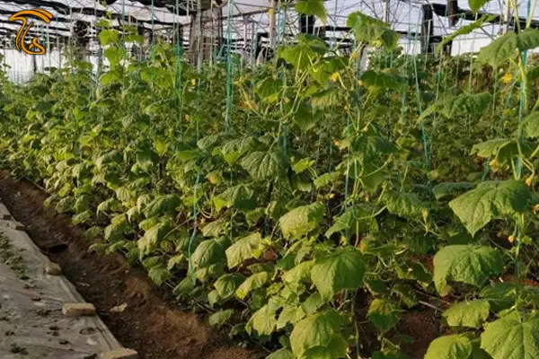 کارآفرینی که با کشاورزی هر ماه ۲۰ میلیون تومان سود خالص دارد