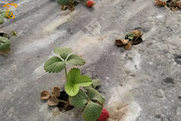 کارآفرینی که با کشاورزی هر ماه ۲۰ میلیون تومان سود خالص دارد