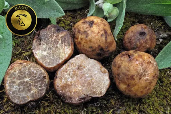 دنبلان کوهی صحرایی Terfezia - Tirmania