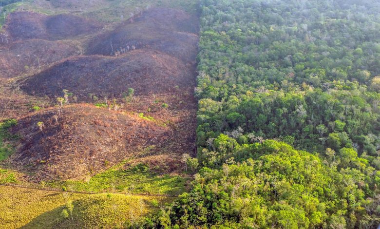 از بین رفتن جنگل های هیرکانی در پی برداشت بی رویه و غیر اصولی قارچ ترافل یا دنبلان کوهی