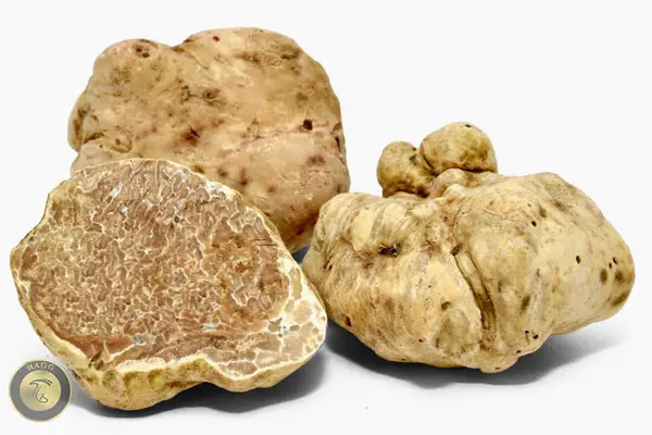 دنبلان کوهی سفید ایتالیایی Tuber magnatum