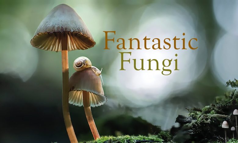 مستند قارچ های شگفت انگیز Fantastic Fungi