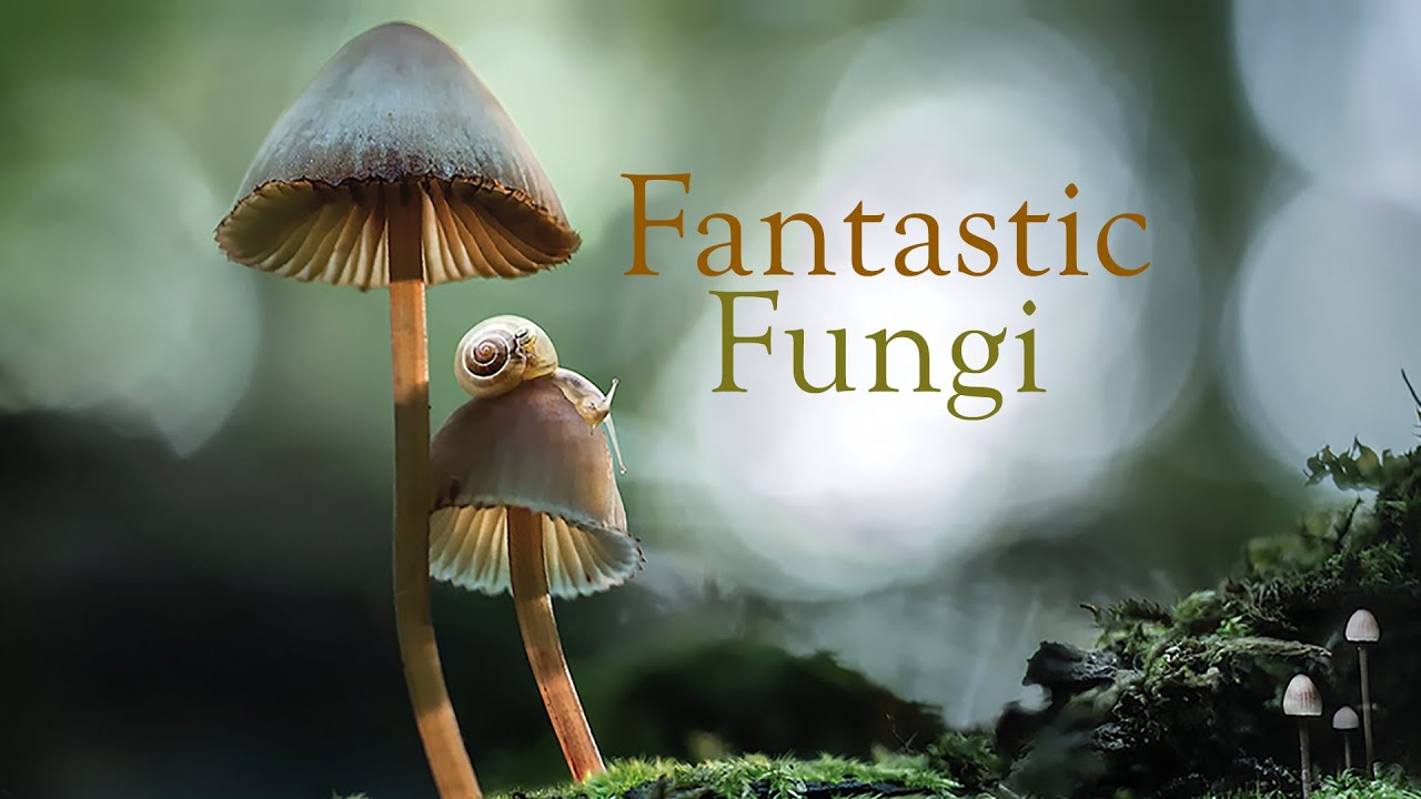 مستند قارچ های شگفت انگیز Fantastic Fungi