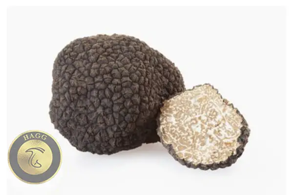 ترافل بورگاندی Tuber aestinum-Tuber uncinatum 