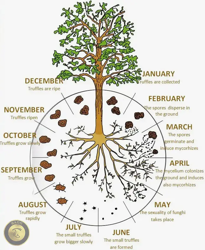 چرخه تولید مثل قارچ ترافل یا دنبلان کوهی
