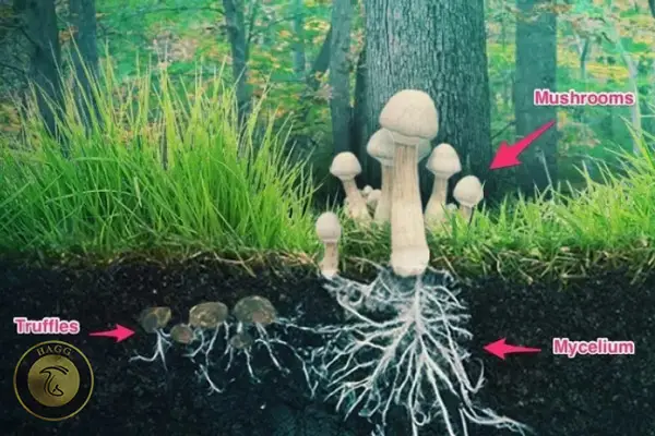 قارچ ترافل یا قارچ دنبلان کوهی