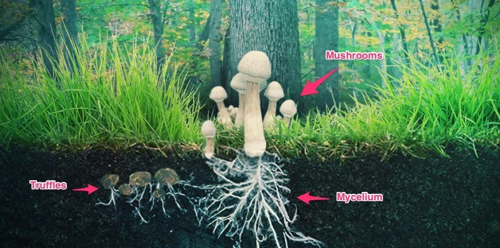 قارچ ترافل یا قارچ دنبلان کوهی جنگل هیرکانی
