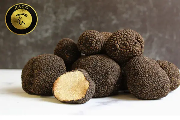 عکس مربوط به قارچ دنبلان یا قارچ ترافل