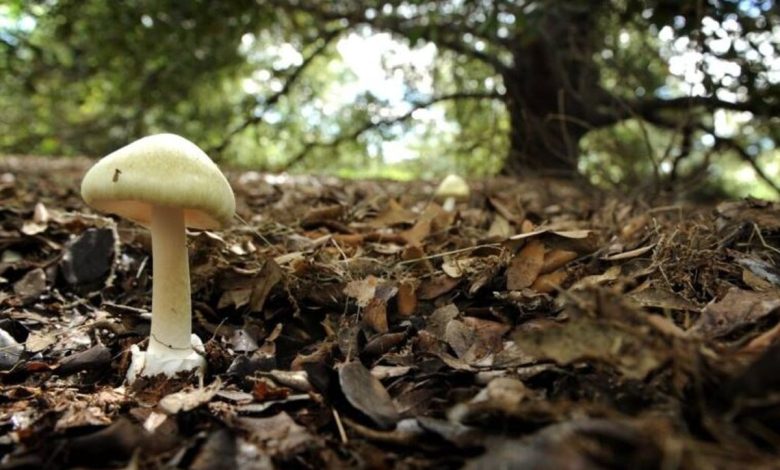 هشدار مصرف قارچ های سمی روییده شده در طبیعت