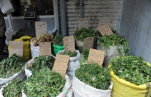 بازار داغ فروش گیاهان بهاری انقراض گونه های گیاهی