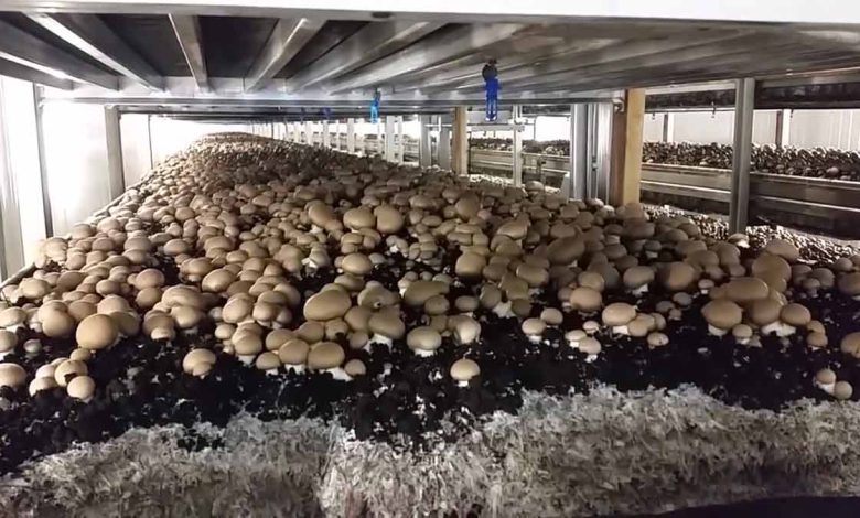 فعالیت ۱۲ واحد صنعتی تولید قارچ در استان همدان