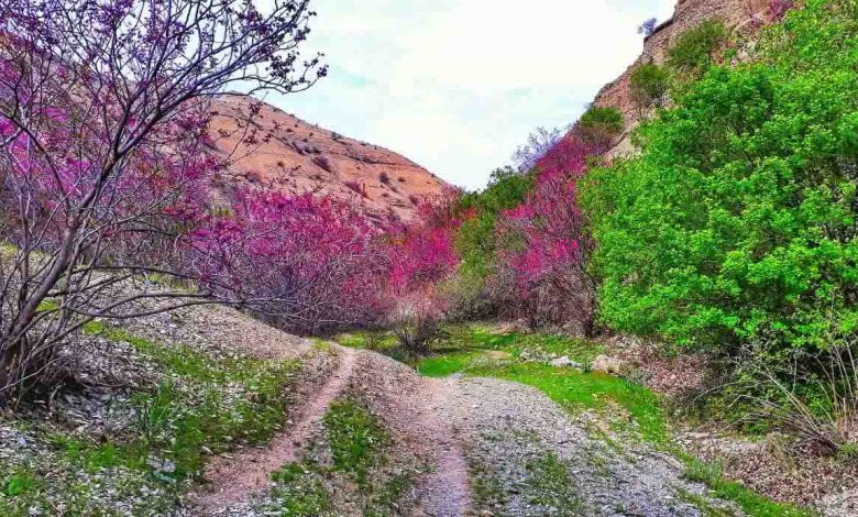 تنگه‌ی گاوز فوق العاده زیبا و زادگاه اصلی درختچه ارغوان است