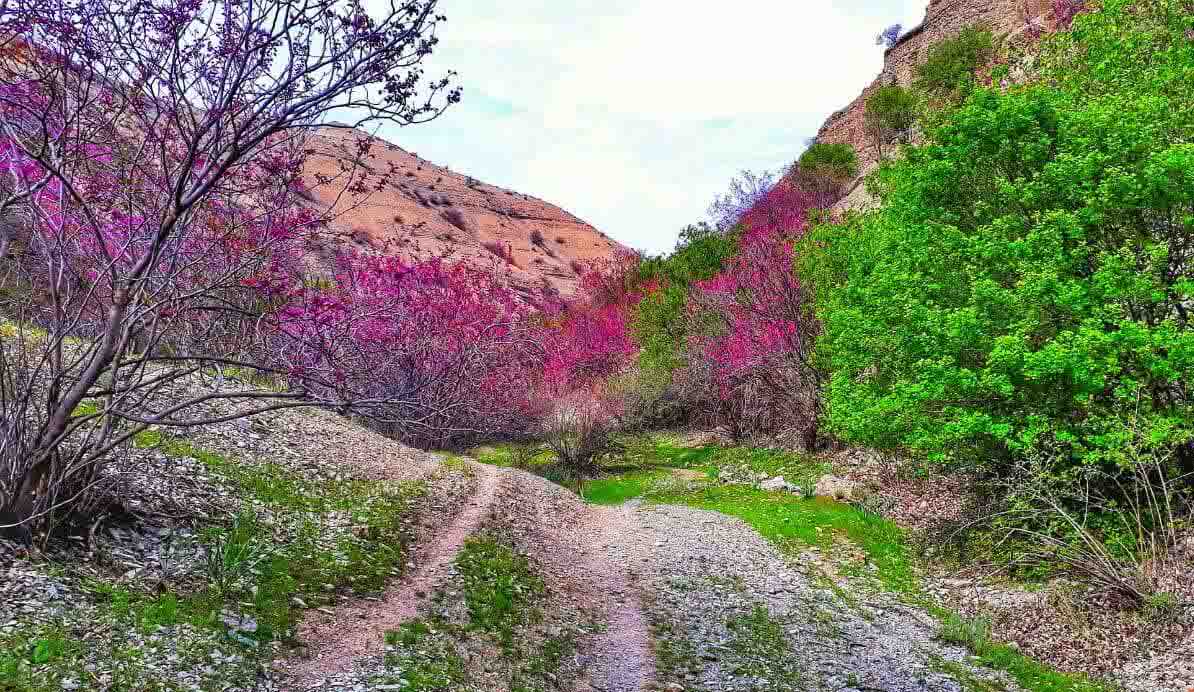 تنگه‌ی گاوز فوق العاده زیبا و زادگاه اصلی درختچه ارغوان است