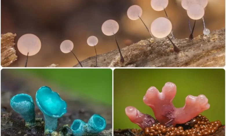 تصاویر زیبا از قارچ ها