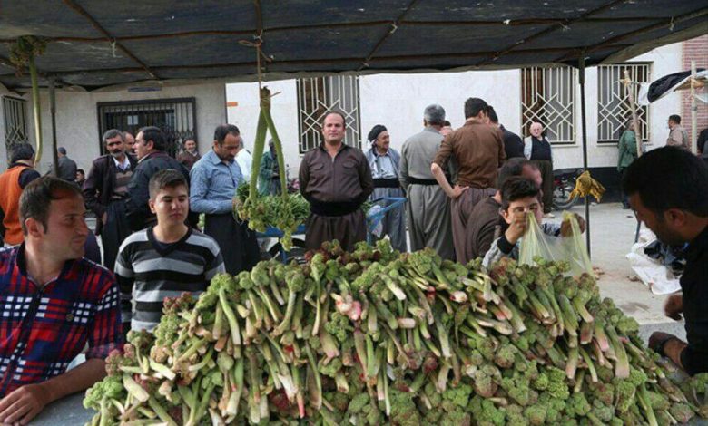 گیاهان بهاری کردستان خوان نعمت های بی دریغ بهار در کردستان