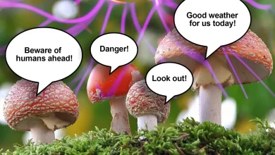 اندرو آداماتزکی پروفسور انگلیسی اعتقاد دارد قارچ ها حرف می زنند زبان قارچی زبانی برای گفتگوی قارچ ها با یکدیگر