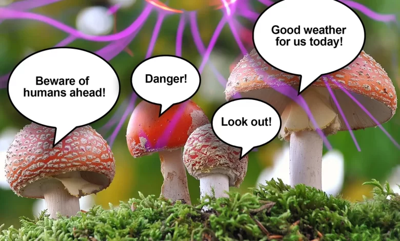 اندرو آداماتزکی پروفسور انگلیسی اعتقاد دارد قارچ ها حرف می زنند زبان قارچی زبانی برای گفتگوی قارچ ها با یکدیگر