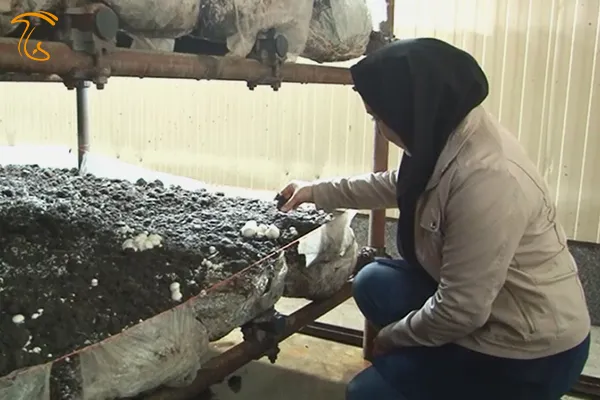 جذب 10 میلیارد ریالی تسهیلات مشاغل خانگی در لارستان