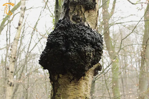 شرایط رشد قارچ چاگا