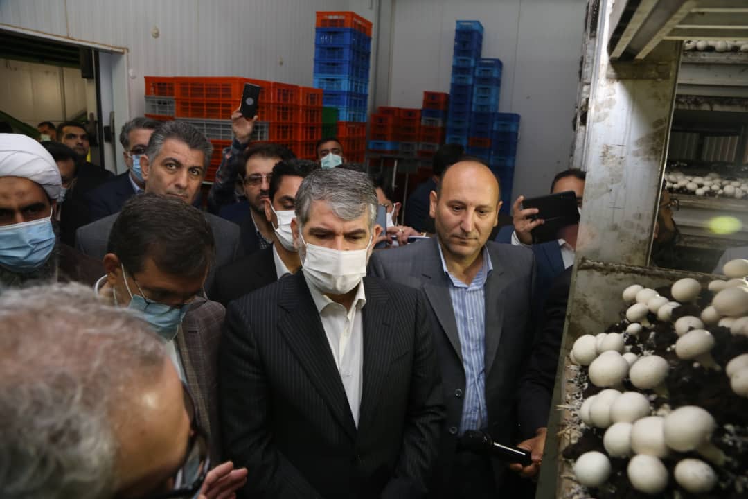 بازدید وزیر جهاد کشاورزی از قارچ ملارد