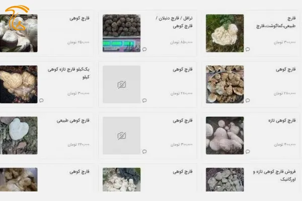 قیمت قارچ دنبلان و قارچ های وحشی در بازار!