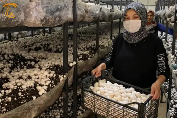 دوره آموزشی پرورش قارچ خوراکی در مهاباد برای توانمندسازی زنان روستایی