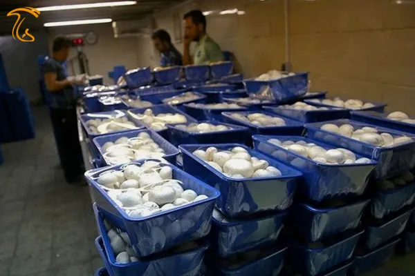 کارآفرینی با دستان خالی| افزایش قارچ گونه اقتصاد خانواده با پرورش قارچ 