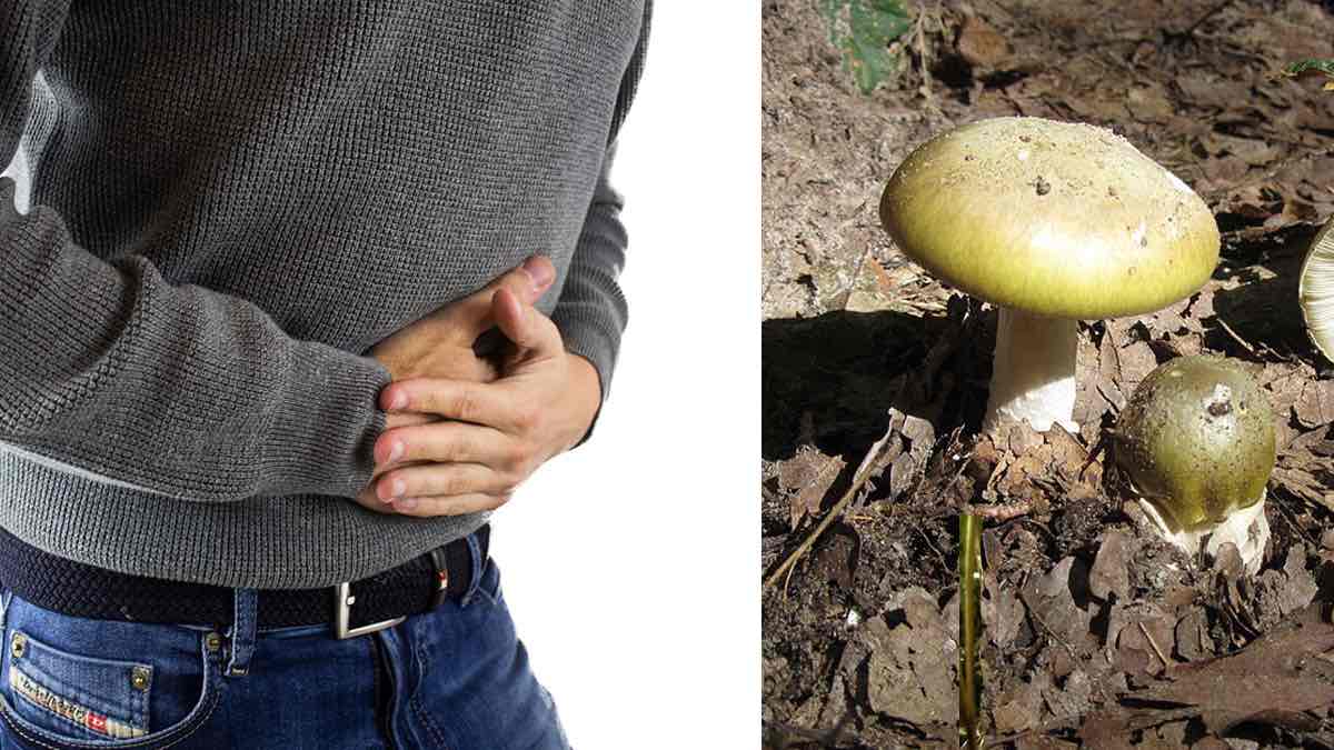 خطر مسمومیت ناشی از مصرف قارچ‌های وحشی