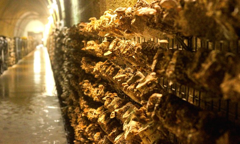 پرورش قارچ در تونل متروکه قطار