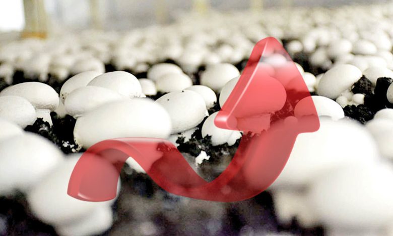 مکاتبه شرکت پارس شهریار با انجمن قارچ در راستای تعیین قیمت قارچ خوراکی