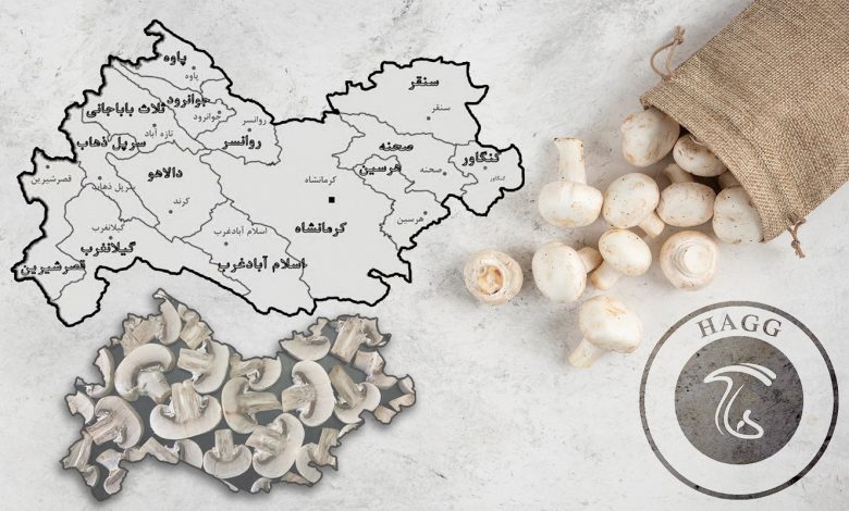 تولید سالانه بیش از 3 هزار و 700 تن قارچ در استان کرمانشاه