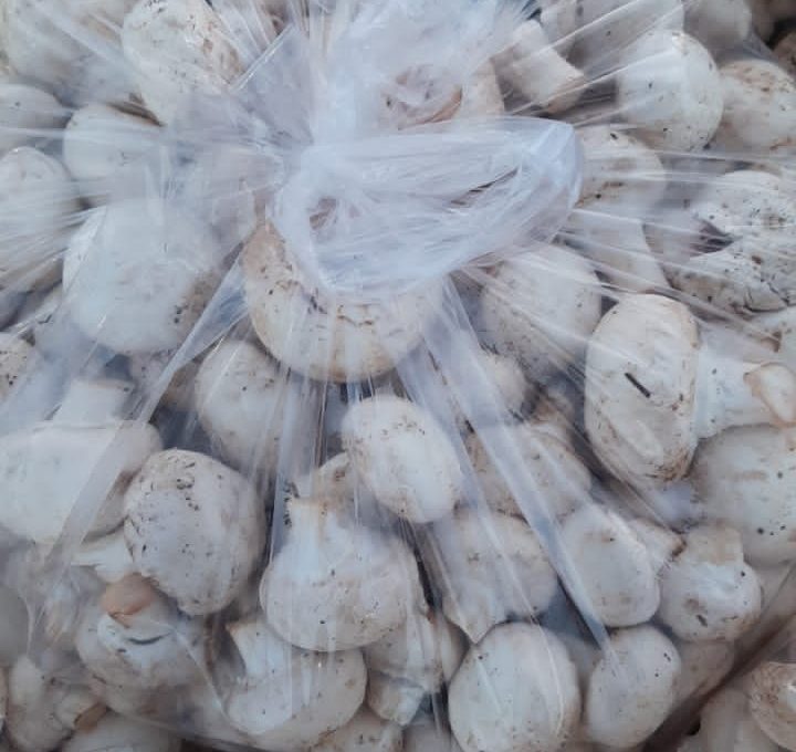 جلوگیری از فروش قارچ با بهای مناسب