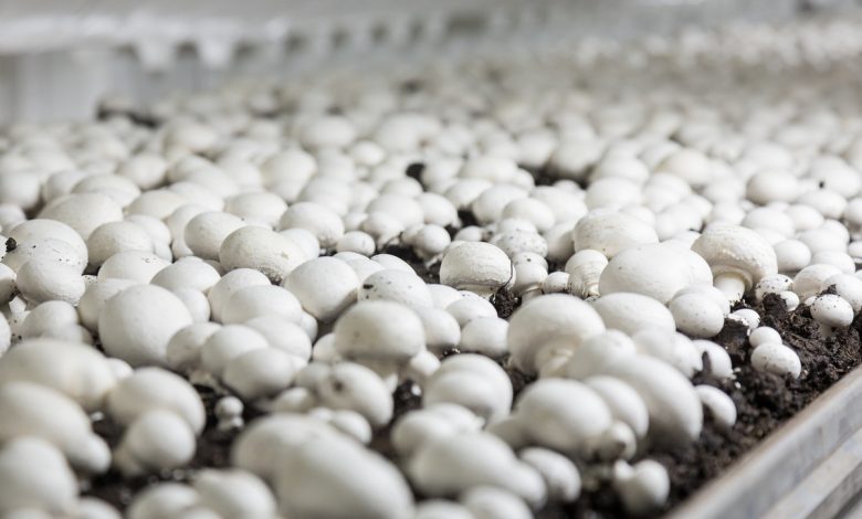 چرا پرورش قارچ در آمریکا و اروپا متفاوت است؟