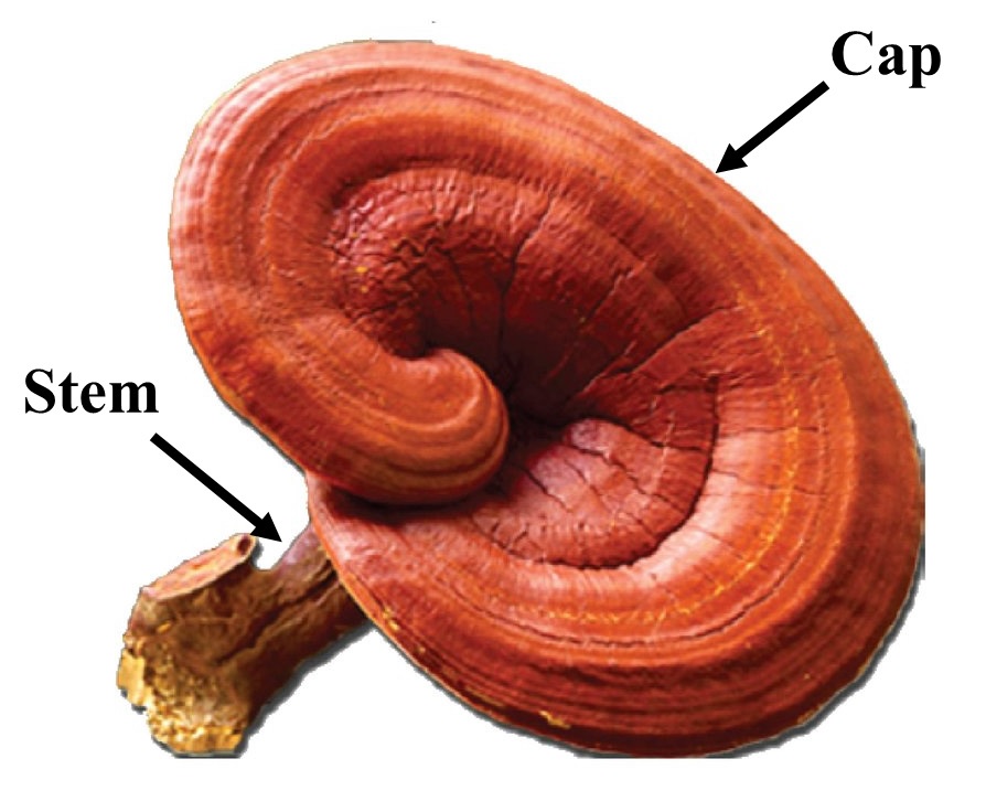 قارچ گانودرما یا قارچ ریشی