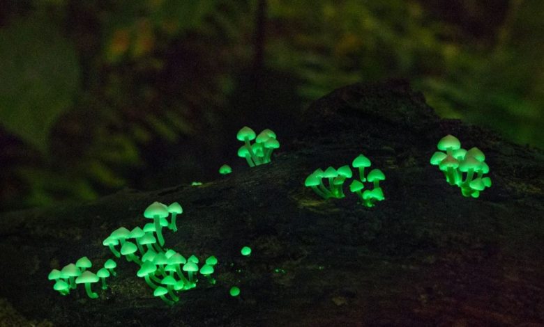 دنیای شگفت انگیز بیو لومینسانس قارچ ها در طبیعت