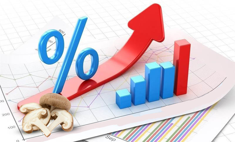 افزایش قیمت قارچ