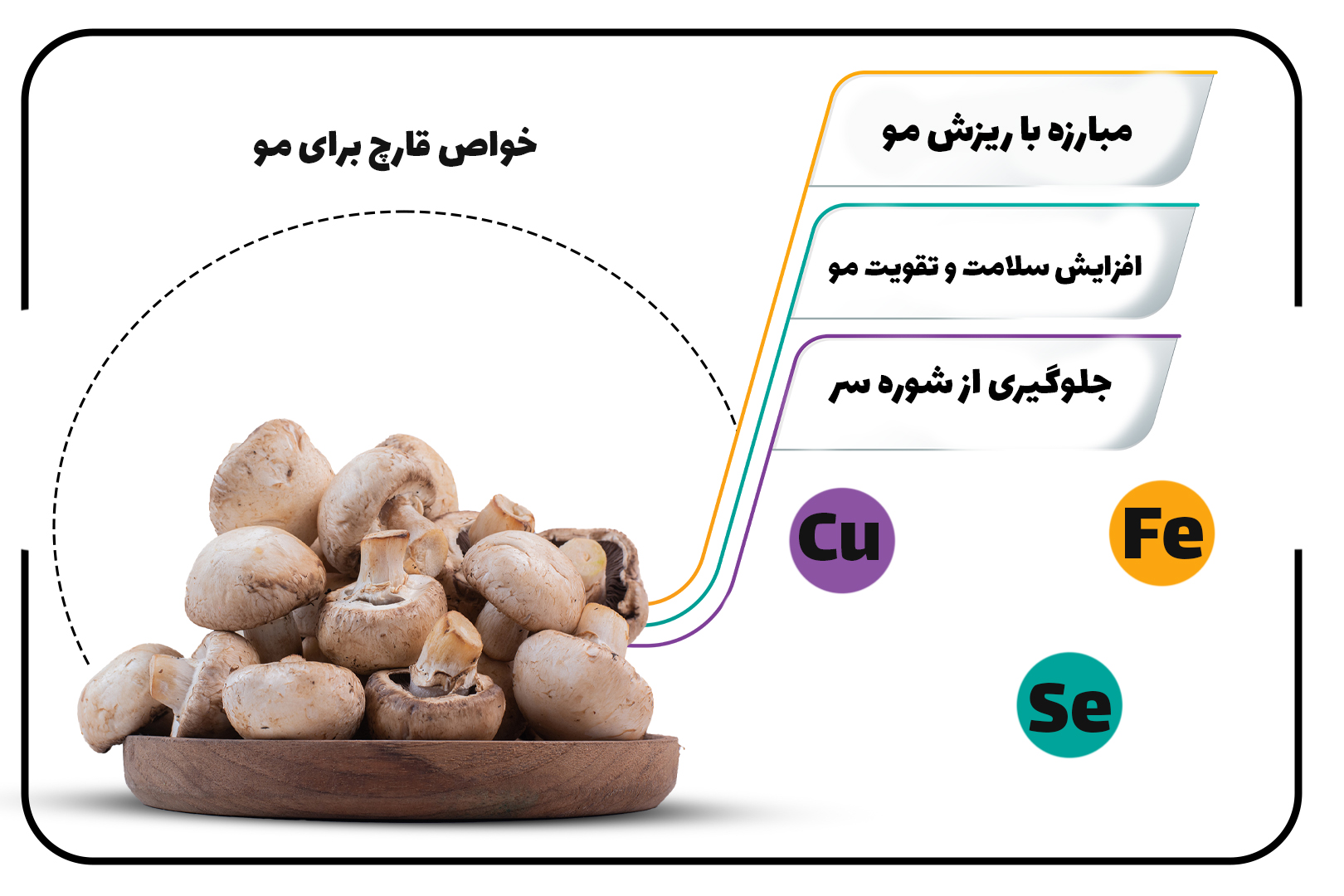 تاثیر مصرف قارچ بر رشد مو