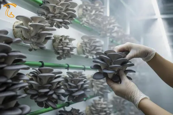 برداشت قارچ صدفی با دست