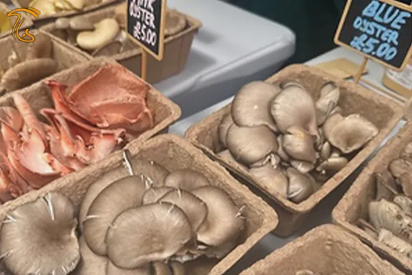 قارچ فله یا بسته بندی