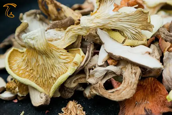 قارچ صدفی خشک