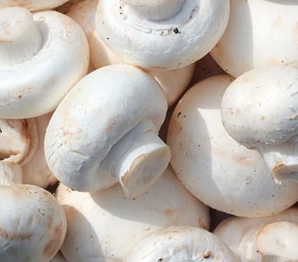 پیش‌بینی تولید ۱۸۵ هزار تن قارچ در کشور