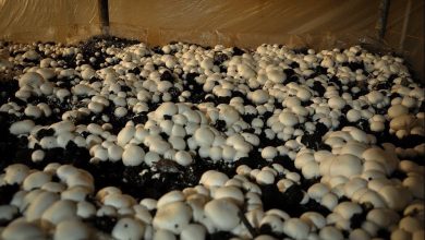 پوشش ۴۵ درصدی تولید قارچ خوراکی