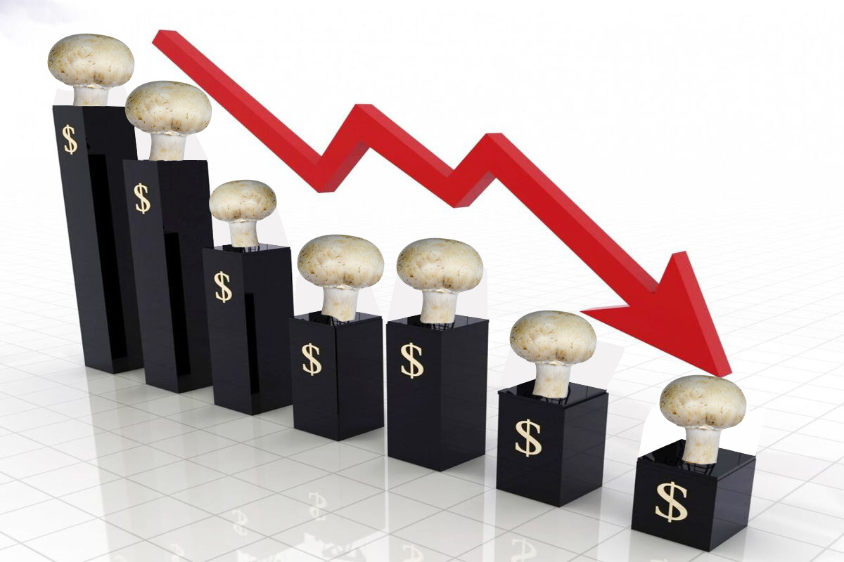 کاهش قیمت قارچ